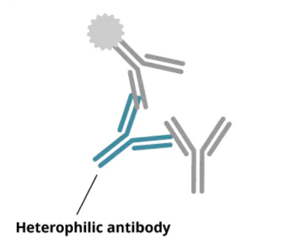 Heterophilic antibody crosslinking sandwich assay antibodies