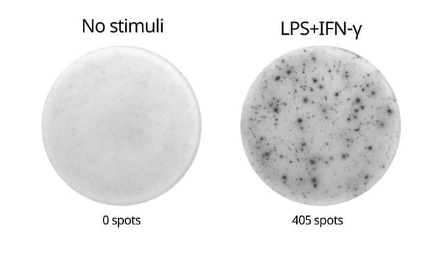ELISpot Flex: Mouse IL-1β (ALP)