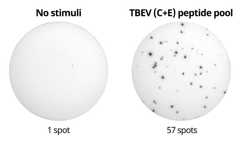 Human IFN-γ ELISpot using PepPool: TBEV (C+E), scanning​