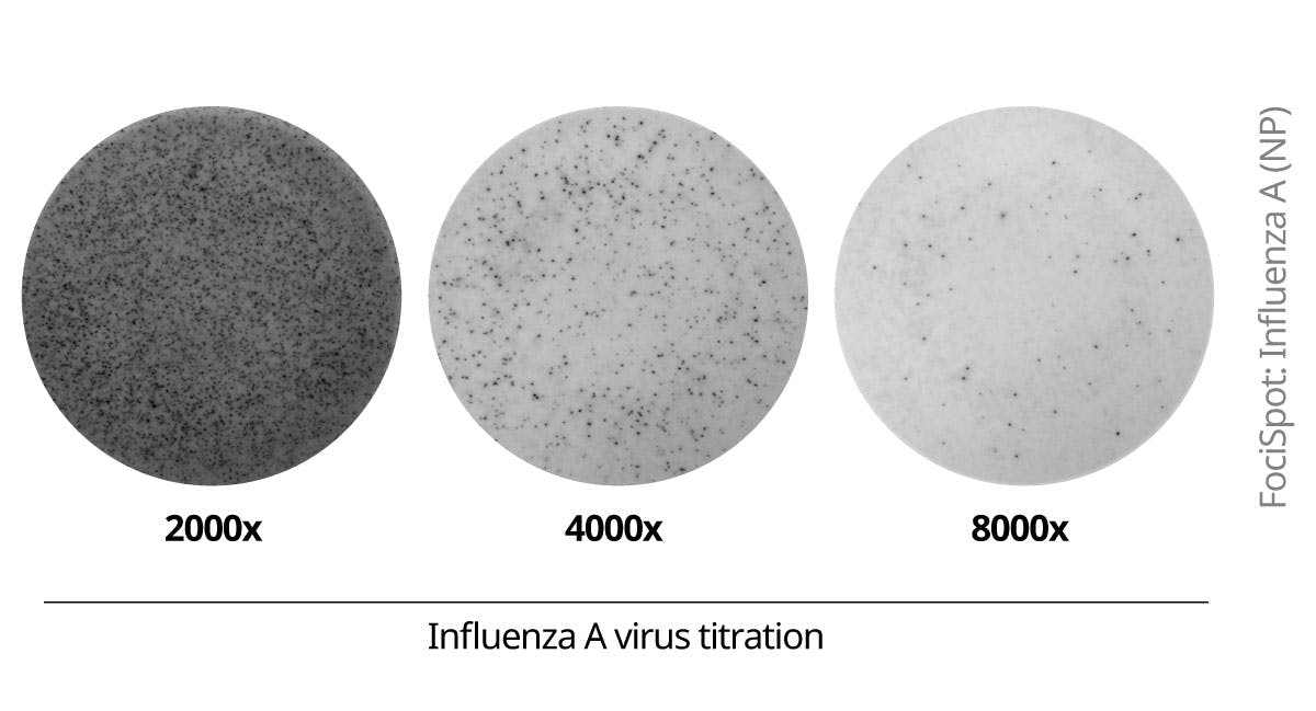 FociSpot: Influenza A (NP) Influenza A virus titration and corresponding spot image
