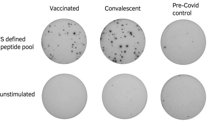 COVID IFNg ELISpot results