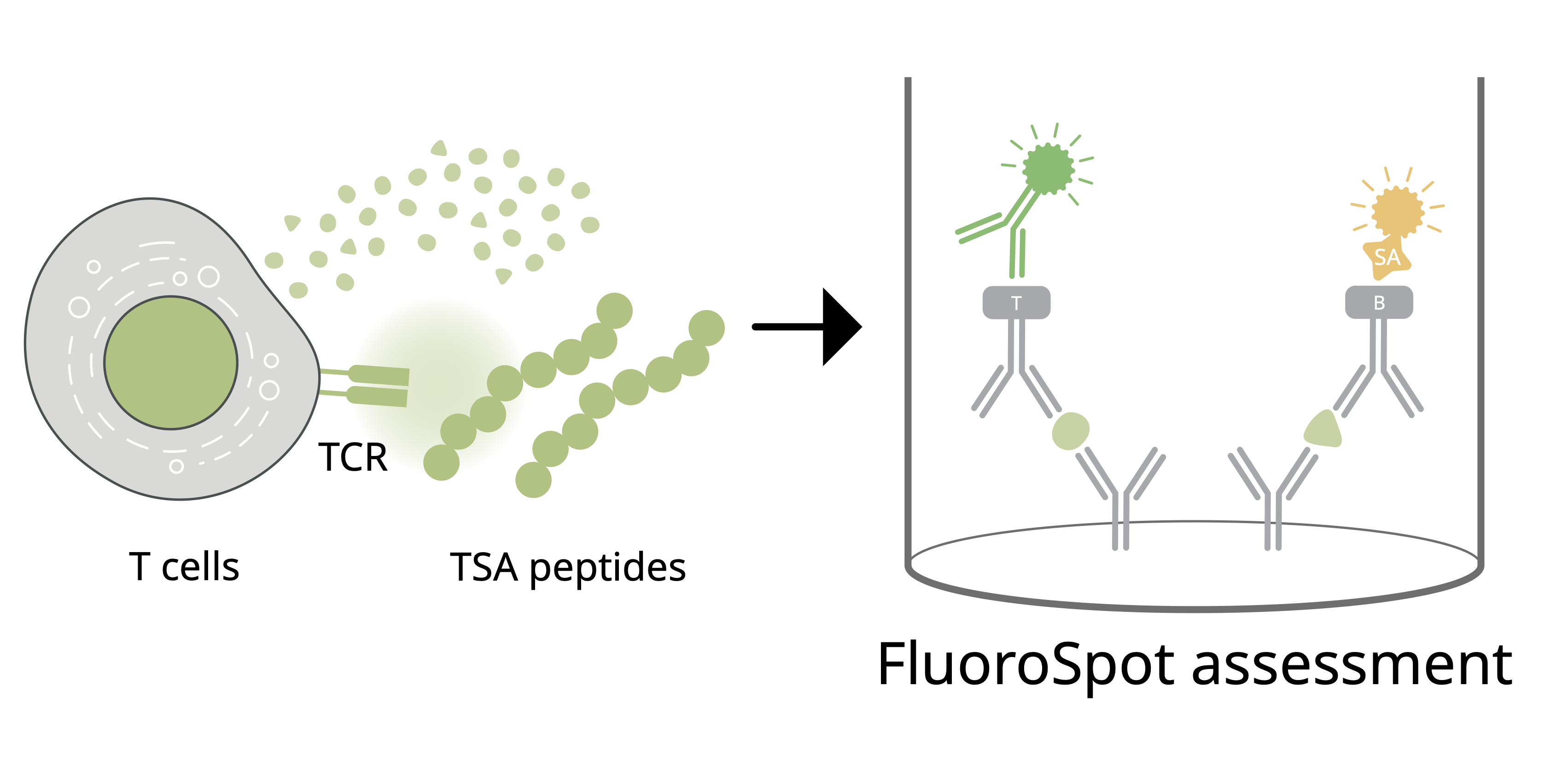 Using FluoroSpot to evaluate TSA-specific T cell responses