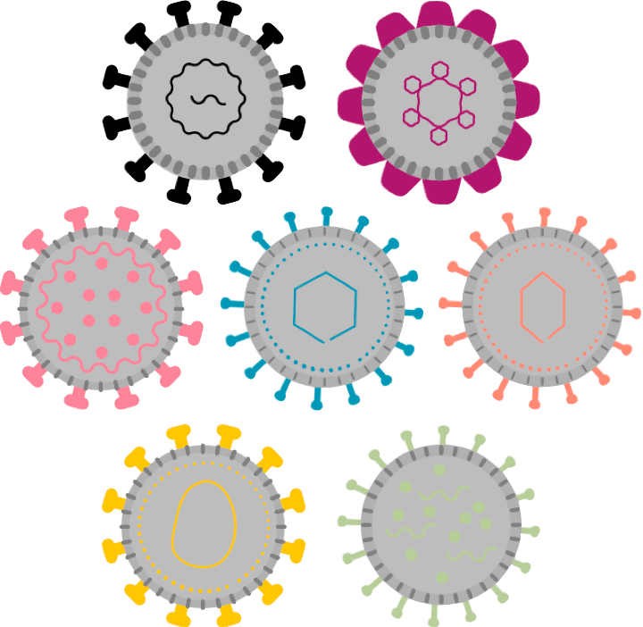 Arrangement of viruses included in the new peptide pool