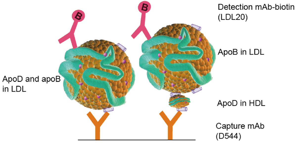 detergent-free apoB+ apoD ELISA
