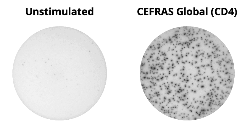 IFN-gamma ELISpot wells showing unstimulated and stimulated cells with CEFRAS Global (CD4), human peptide pool