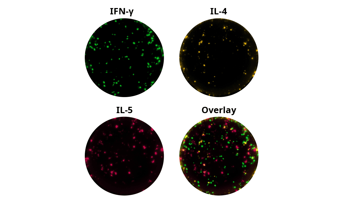 IFN gamma, IL-4, and IL-5 FluoroSpot wells from CEFRAS Global (CD4), human stimulation