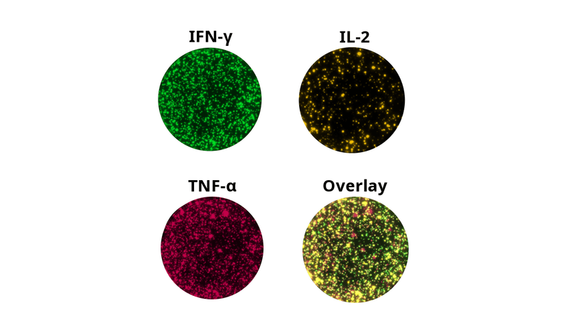 FluoroSpot wells of IFN gamma IL-2 and TNF-alpha in response to stimulation with CEFRAS Global (CD4+CD8)