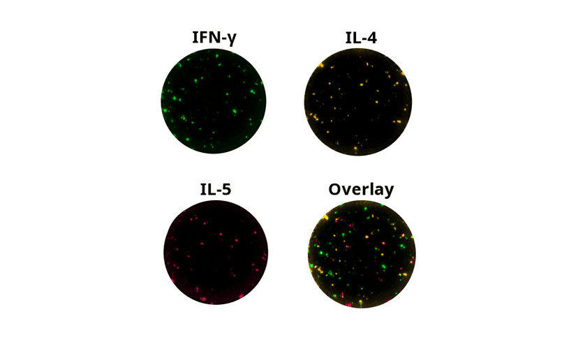 FluoroSpot wells of IFN gamma IL-4 and IL-5 in response to stimulation with CEFRAS Global (CD4+CD8)