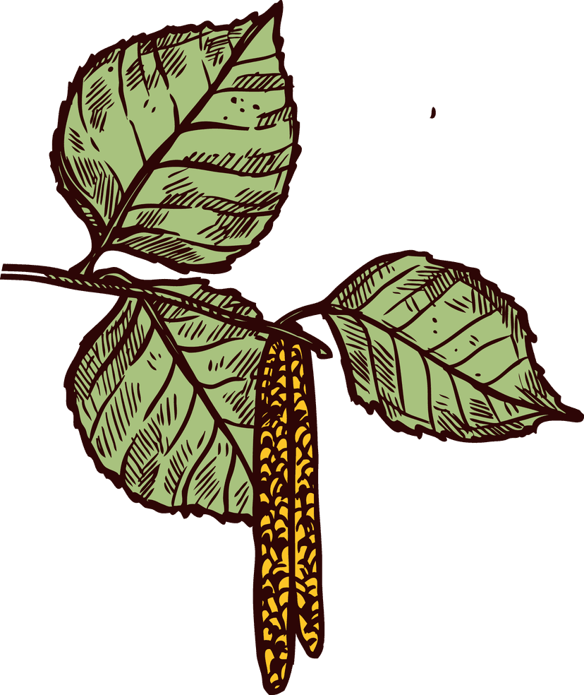 Birch pollen