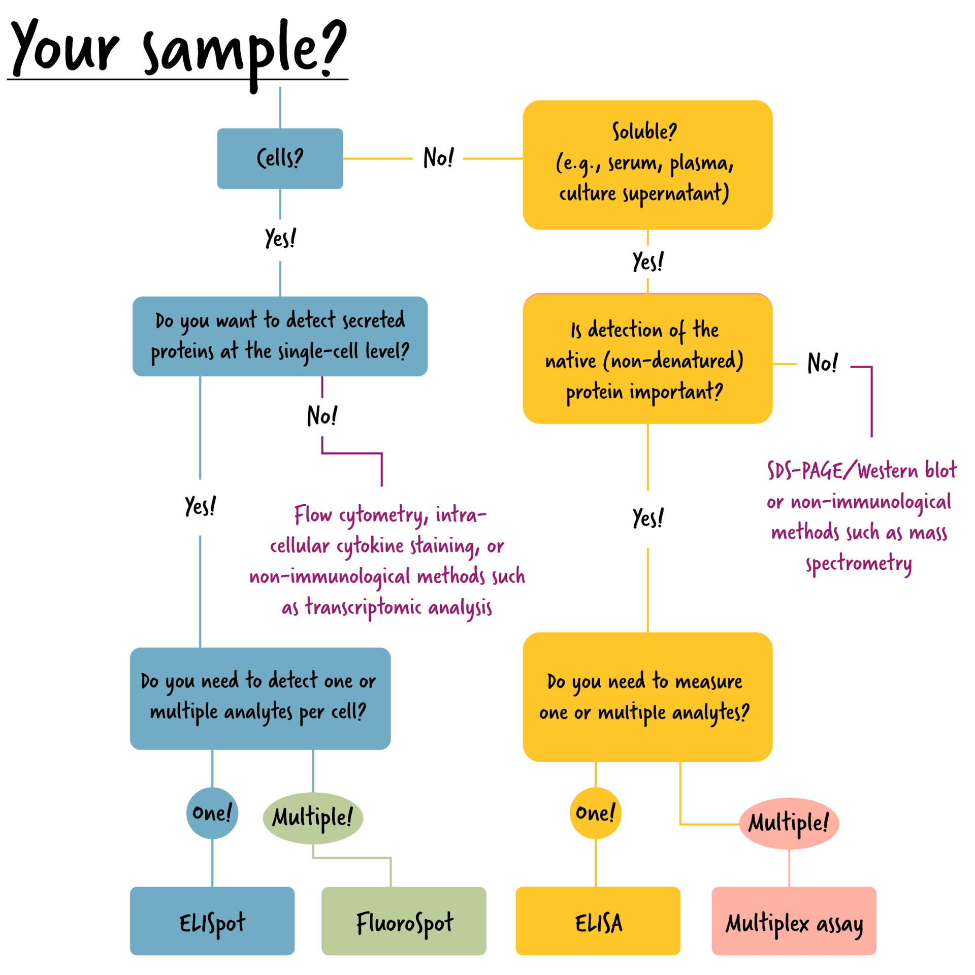Immunoassay flowchart