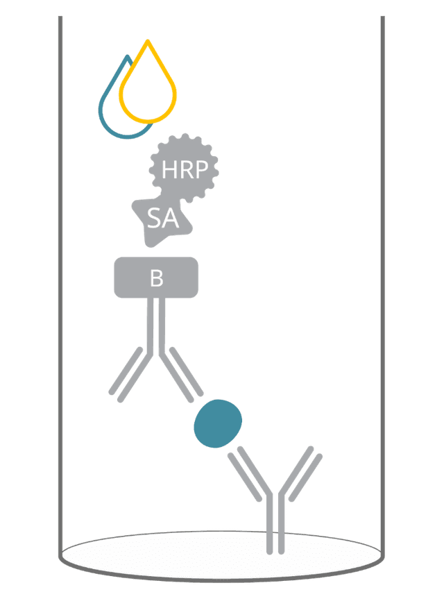 ELISA principle at a glance