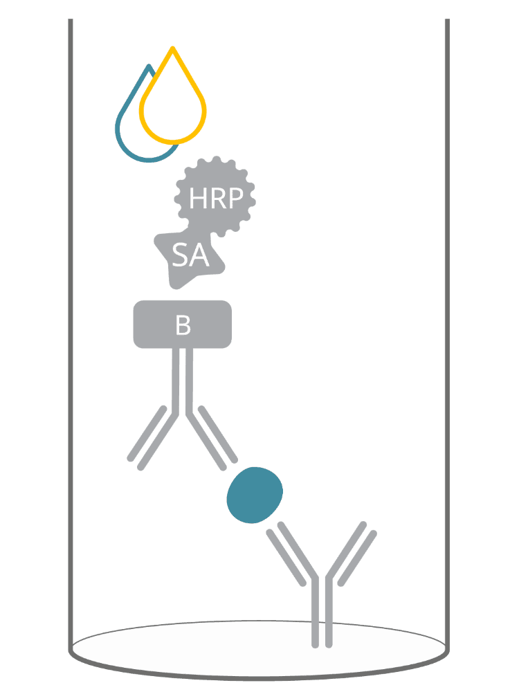 ELISA principle at a glance