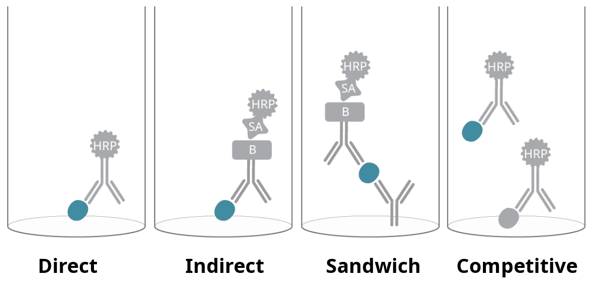 Direct, indirect, sandwich, and competetive ELISA