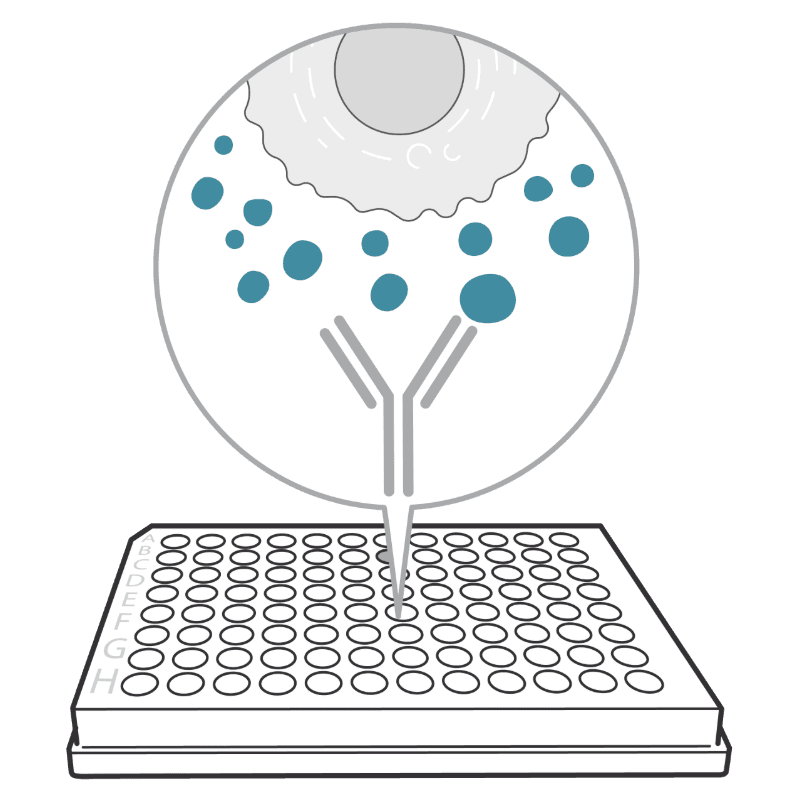 ELISpot illustration with cell and plate