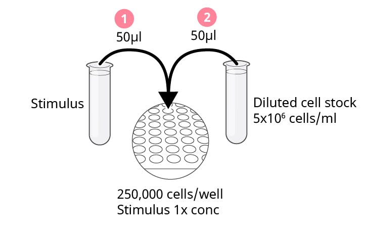 Add stimuli first, then cells
