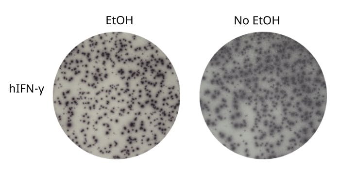 Ethanol pre-treatment gives more distinct spots