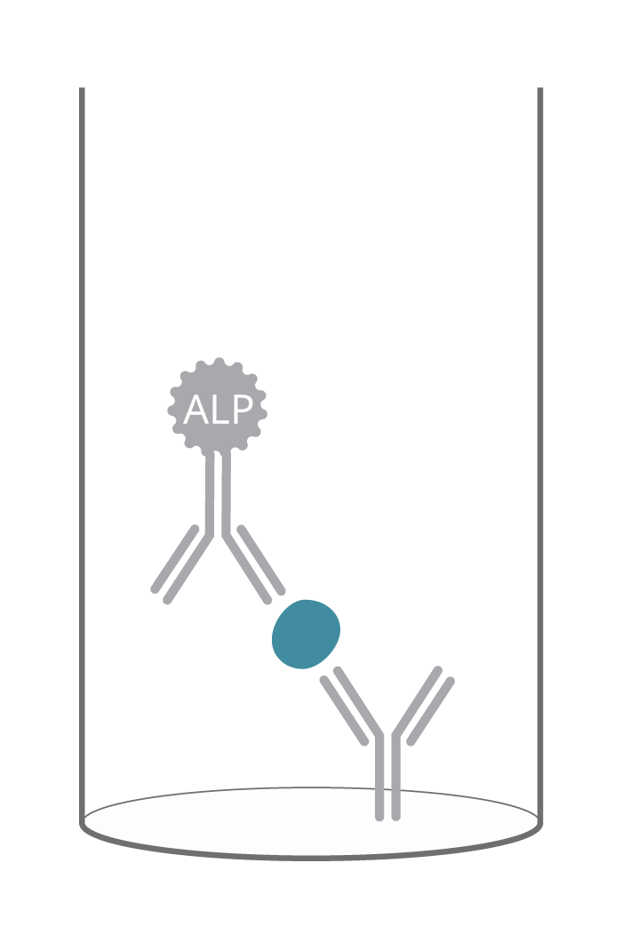 One-step detection with a direct-conjugated antibody