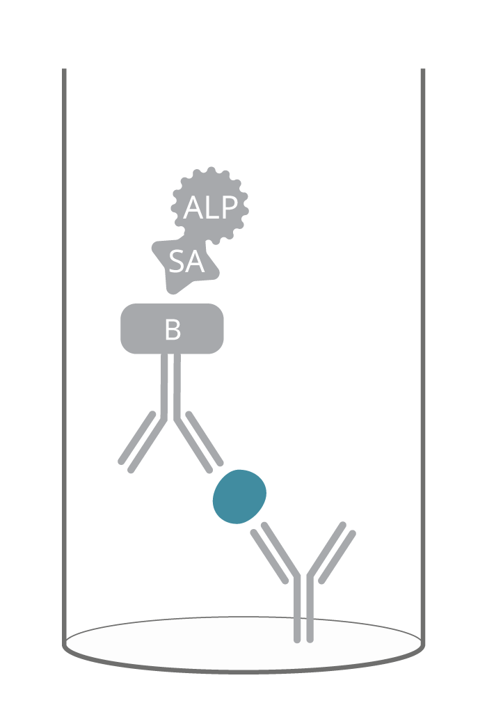 Two-step detection with a biotinylated antibody and streptavidin-enzyme conjugate