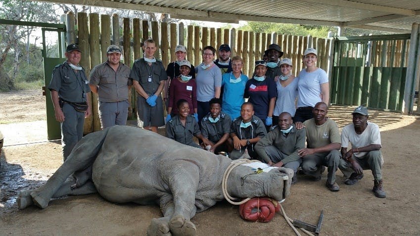 Stellenbosch team with sedated rhino