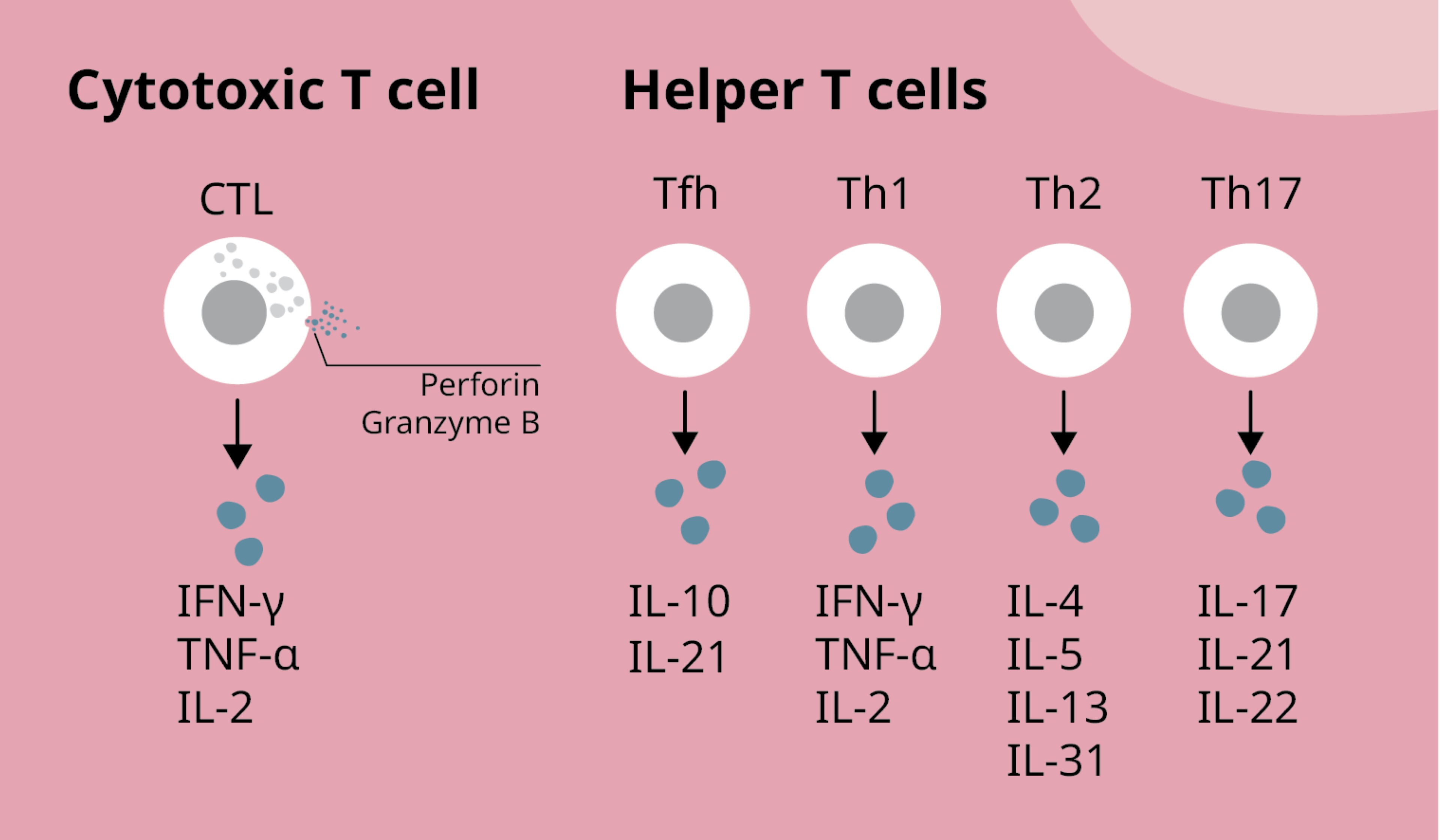 T cell profiling