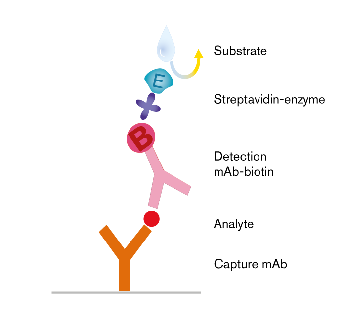 elisa-assay-enzyme-linked-immunosorbent-assays-enzyme-linked