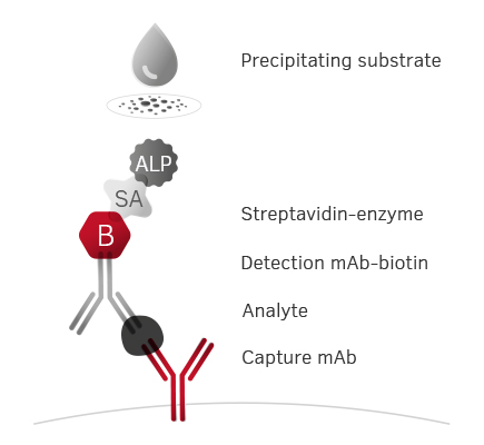 elispot assay principle elispot assay principle