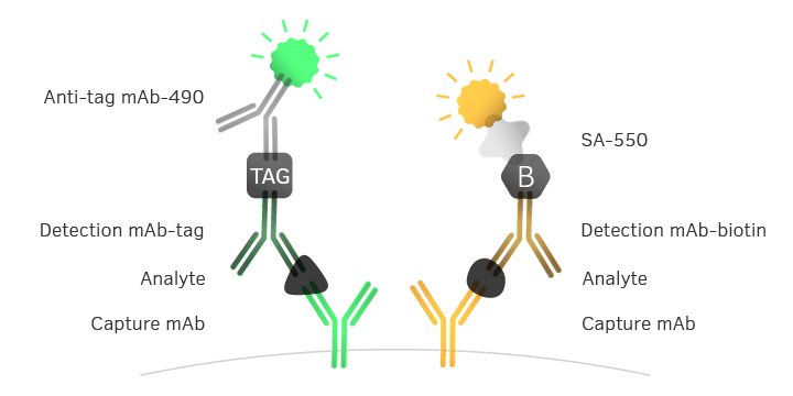 elispot assay principle To explore the utility of the multiplexed elispot assay, control cell populations were established that show different phenotypic in principle, this capability. elispot assay principle To explore the utility of the multiplexed elispot assay, control cell populations were established that show different phenotypic in principle, this capability.