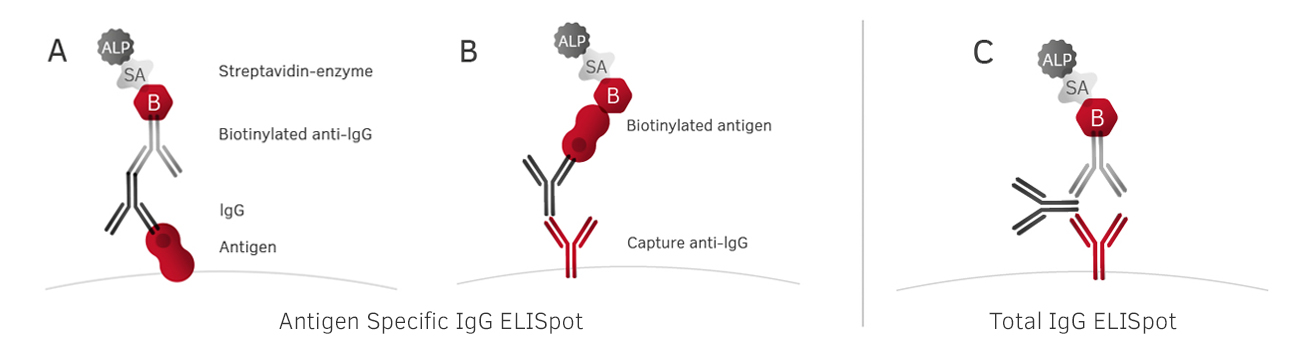 Иммуноглобулины интерфероны. Метод иммуноферментных пятен ELISPOT. IGG + антиген. M антиген. Антиген на белом фоне.