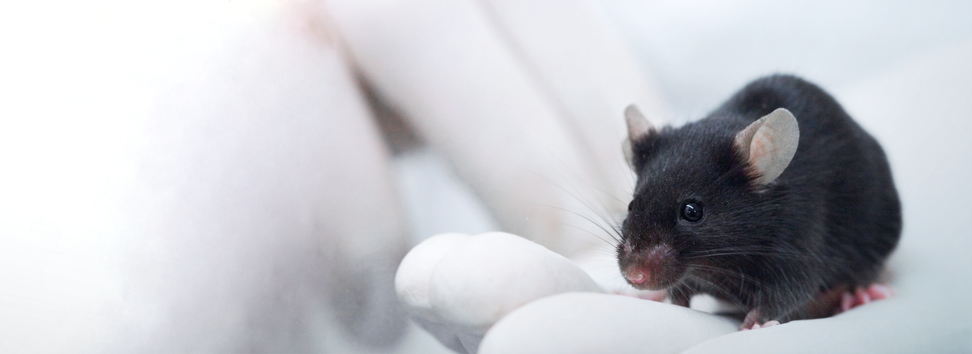 mouse apoA1