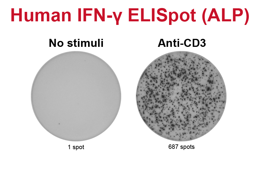 elispot assay kit elispot assay kit